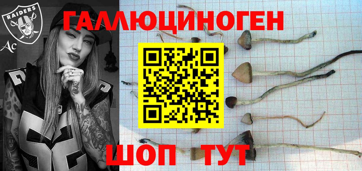 Псилоцибиновые грибы Psilocybine cubensis Татарск